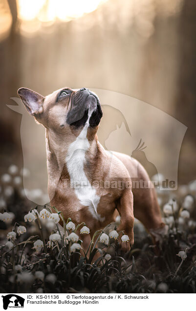 Franzsische Bulldogge Hndin / female French Bulldog / KS-01136