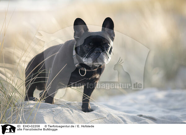 alte Franzsische Bulldogge / old French Bulldog / EHO-02208