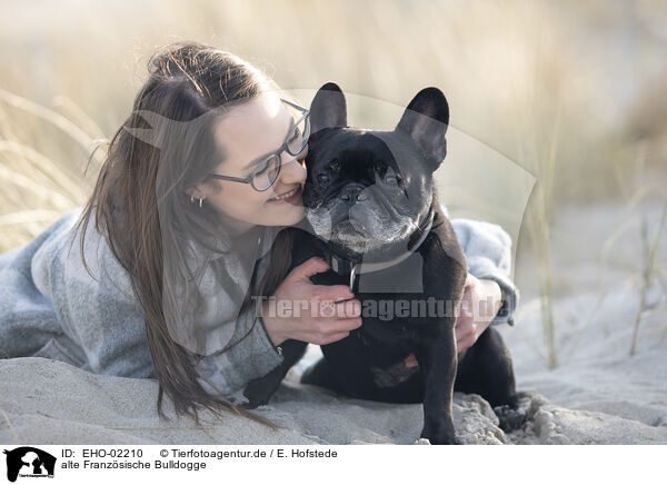 alte Franzsische Bulldogge / old French Bulldog / EHO-02210