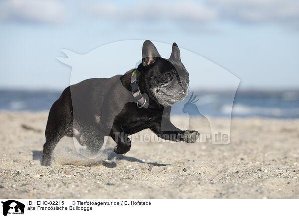 alte Franzsische Bulldogge / old French Bulldog / EHO-02215