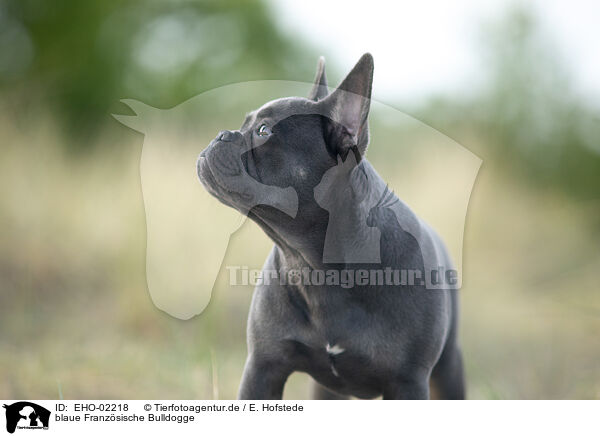 blaue Franzsische Bulldogge / blue French Bulldog / EHO-02218