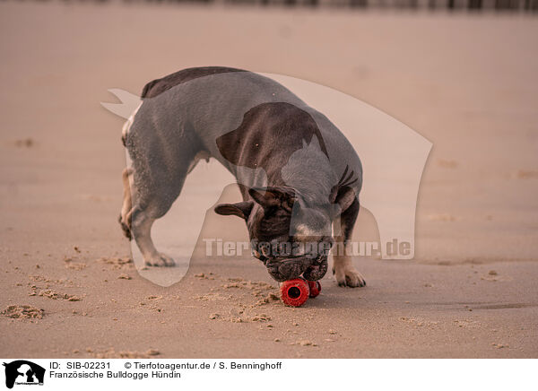Franzsische Bulldogge Hndin / female French Bulldog / SIB-02231