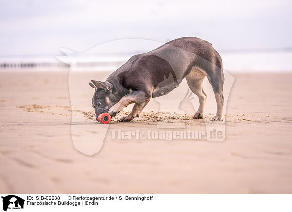 Franzsische Bulldogge Hndin / female French Bulldog / SIB-02238