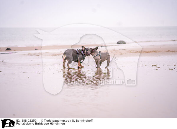 Franzsische Bulldogge Hndinnen / SIB-02250