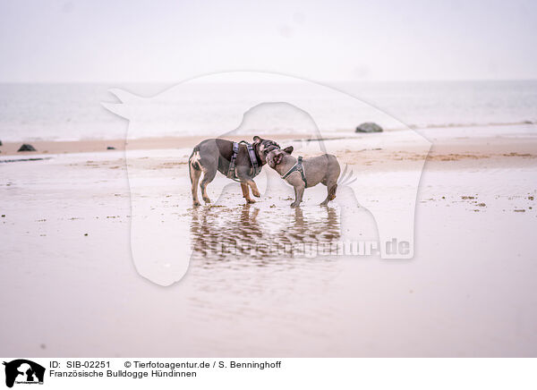 Franzsische Bulldogge Hndinnen / SIB-02251
