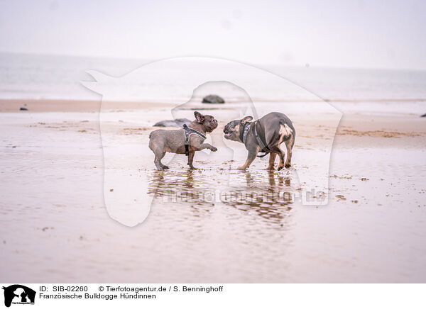 Franzsische Bulldogge Hndinnen / SIB-02260