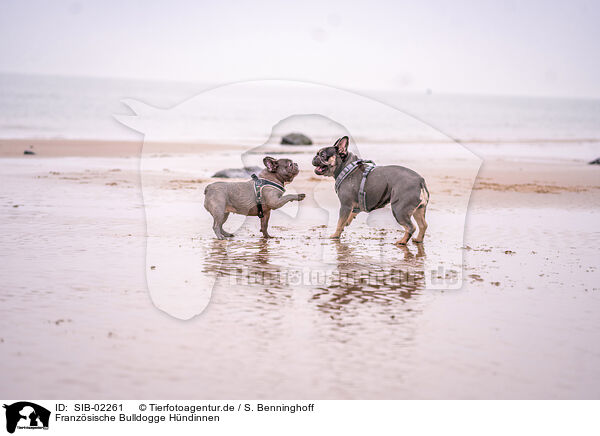 Franzsische Bulldogge Hndinnen / female French Bulldogs / SIB-02261