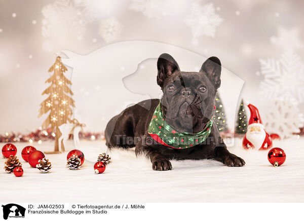 Franzsische Bulldogge im Studio / French Bulldog in studio / JAM-02503