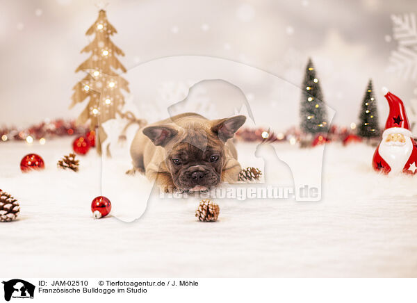 Franzsische Bulldogge im Studio / JAM-02510