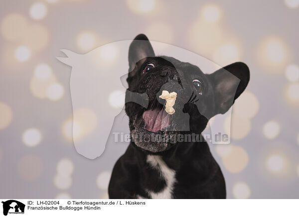 Franzsische Bulldogge Hndin / LH-02004