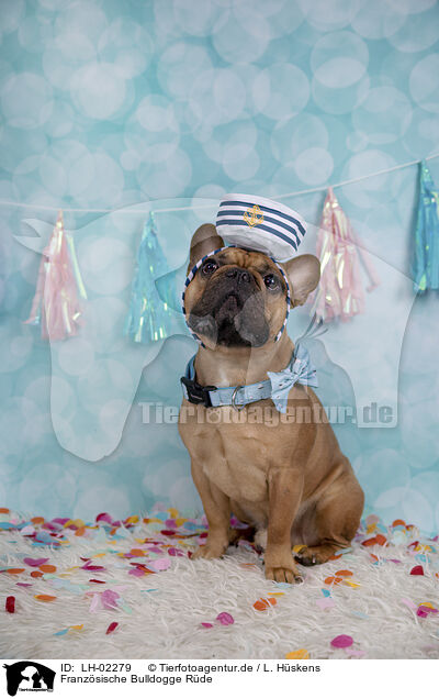 Franzsische Bulldogge Rde / LH-02279