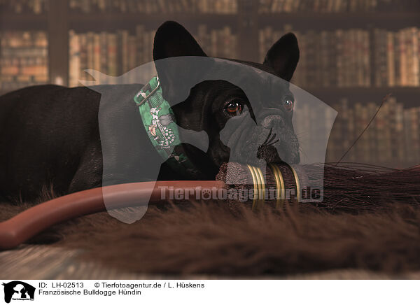 Franzsische Bulldogge Hndin / female French Bulldog / LH-02513
