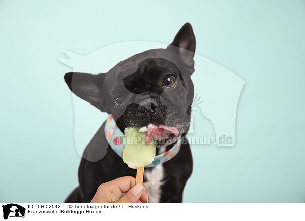 Franzsische Bulldogge Hndin / LH-02542