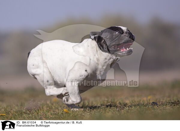 Franzsische Bulldogge / French Bulldog / BK-01034