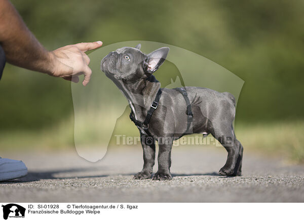 Franzsische Bulldogge Welpe / French Bulldog Puppy / SI-01928