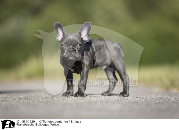 Franzsische Bulldogge Welpe / French Bulldog Puppy / SI-01929
