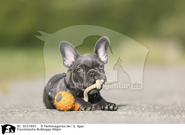 Franzsische Bulldogge Welpe / French Bulldog Puppy / SI-01943