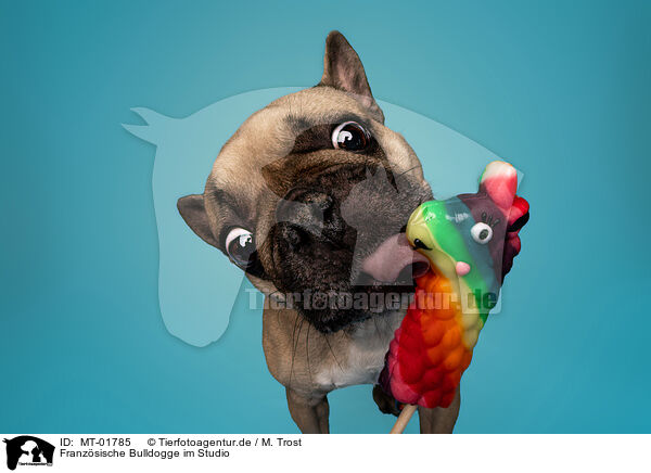 Franzsische Bulldogge im Studio / French Bulldog in Studio / MT-01785