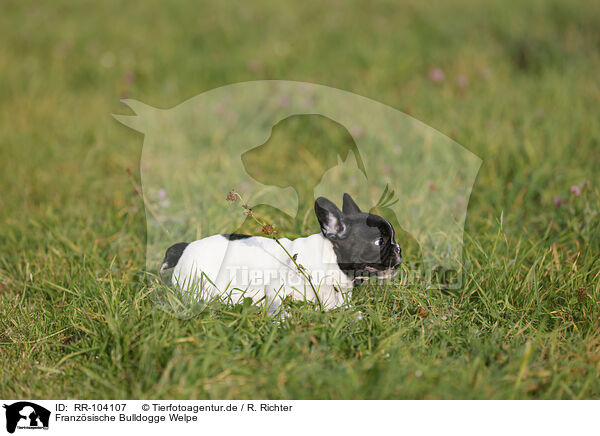 Franzsische Bulldogge Welpe / French Bulldog Puppy / RR-104107