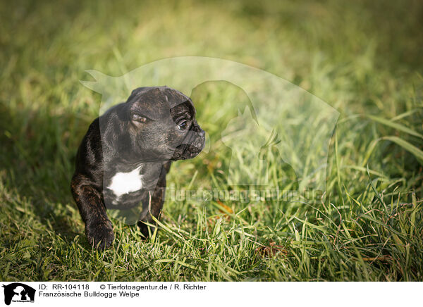Franzsische Bulldogge Welpe / French Bulldog Puppy / RR-104118