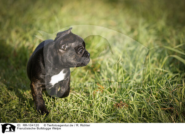 Franzsische Bulldogge Welpe / French Bulldog Puppy / RR-104120