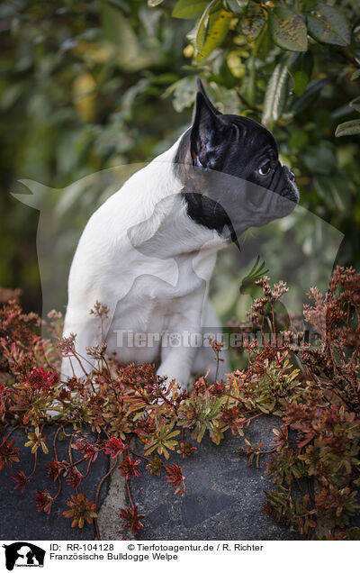 Franzsische Bulldogge Welpe / French Bulldog Puppy / RR-104128