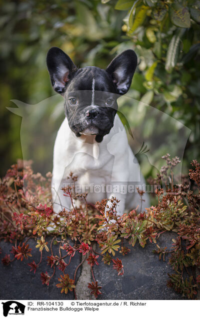 Franzsische Bulldogge Welpe / French Bulldog Puppy / RR-104130