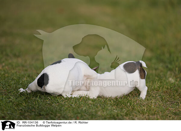 Franzsische Bulldogge Welpen / RR-104136