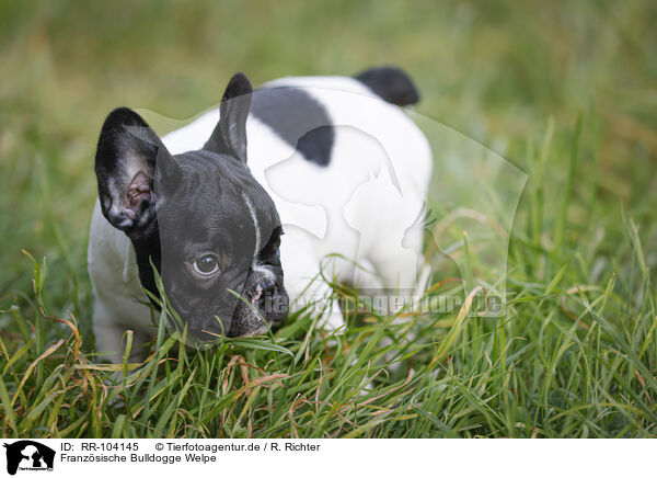 Franzsische Bulldogge Welpe / French Bulldog Puppy / RR-104145