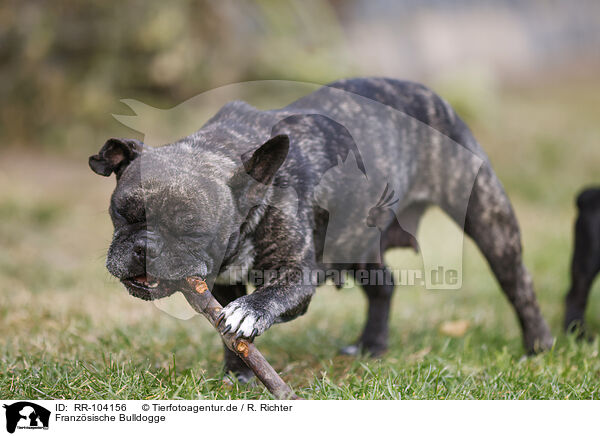 Franzsische Bulldogge / French Bulldog / RR-104156