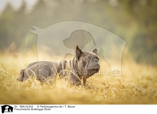 Franzsische Bulldogge Rde / TBA-02302