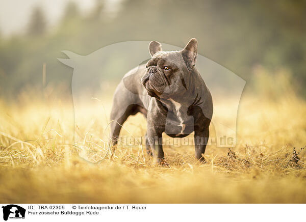 Franzsische Bulldogge Rde / male French Bulldog / TBA-02309