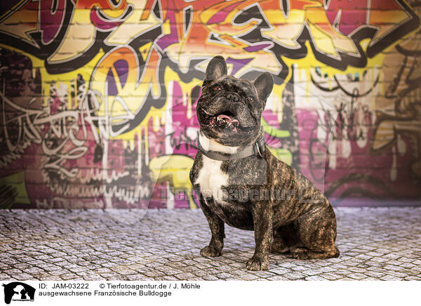 ausgewachsene Franz�sische Bulldogge / adult French Bulldog / JAM-03222