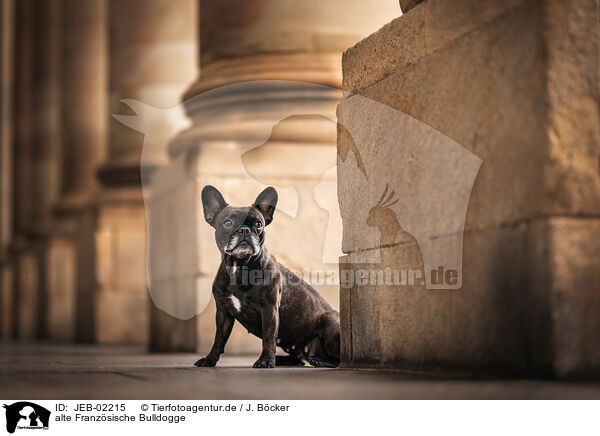 alte Franzsische Bulldogge / old French Bulldog / JEB-02215