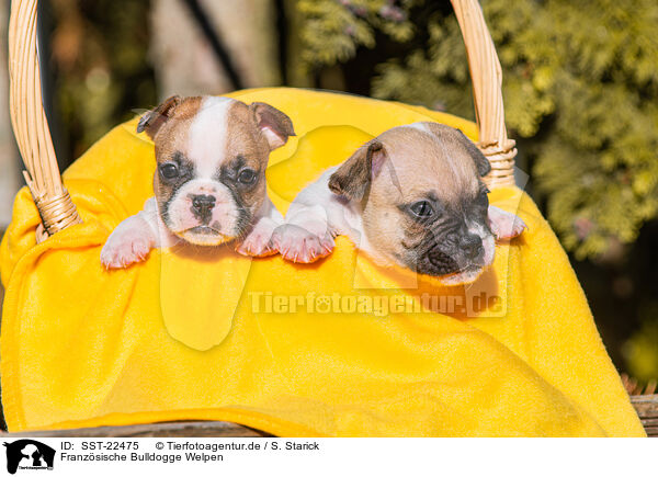 Franzsische Bulldogge Welpen / French Bulldog Puppies / SST-22475