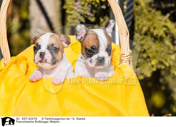 Franzsische Bulldogge Welpen / French Bulldog Puppies / SST-22478