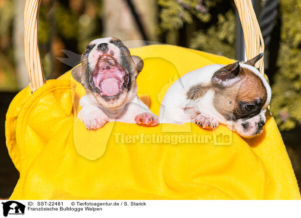 Franzsische Bulldogge Welpen / French Bulldog Puppies / SST-22481