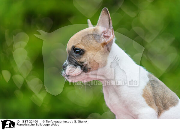 Franzsische Bulldogge Welpe / French Bulldog Puppy / SST-22490