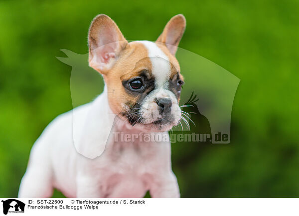 Franzsische Bulldogge Welpe / French Bulldog Puppy / SST-22500