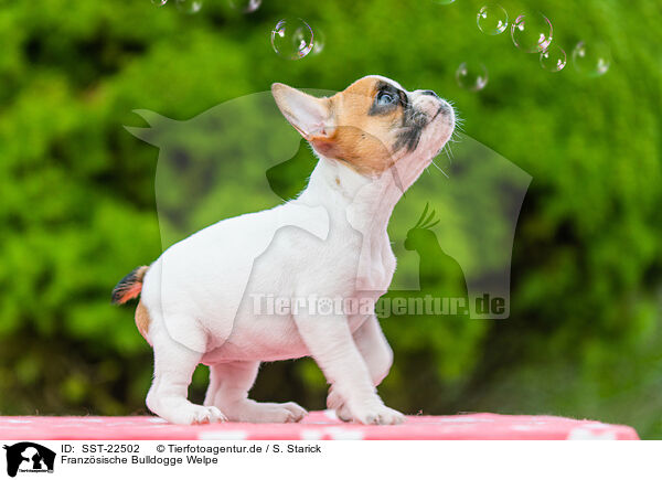 Franzsische Bulldogge Welpe / French Bulldog Puppy / SST-22502