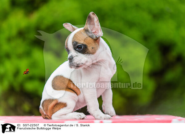 Franzsische Bulldogge Welpe / French Bulldog Puppy / SST-22507