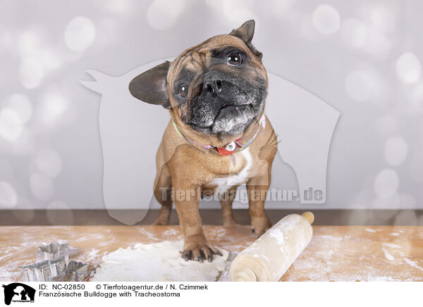 Franz�sische Bulldogge with Tracheostoma / NC-02850