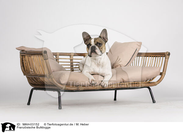 Franzsische Bulldogge / French Bulldog / MAH-03152