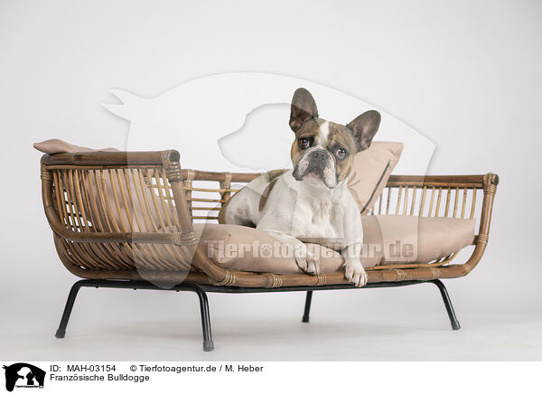 Franzsische Bulldogge / French Bulldog / MAH-03154