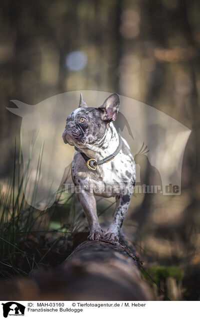 Franzsische Bulldogge / French Bulldog / MAH-03160