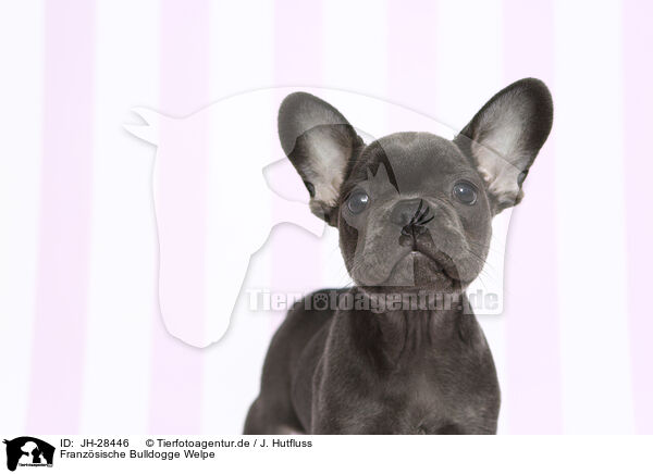 Franzsische Bulldogge Welpe / French Bulldog Puppy / JH-28446