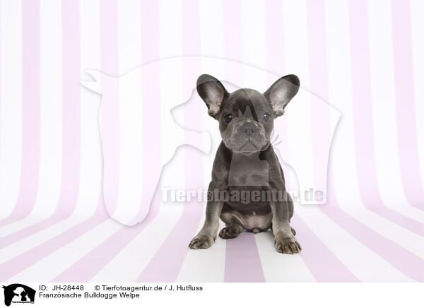 Franzsische Bulldogge Welpe / French Bulldog Puppy / JH-28448