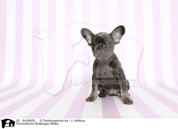 Franzsische Bulldogge Welpe / French Bulldog Puppy / JH-28450