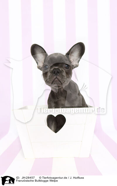 Franzsische Bulldogge Welpe / French Bulldog Puppy / JH-28457