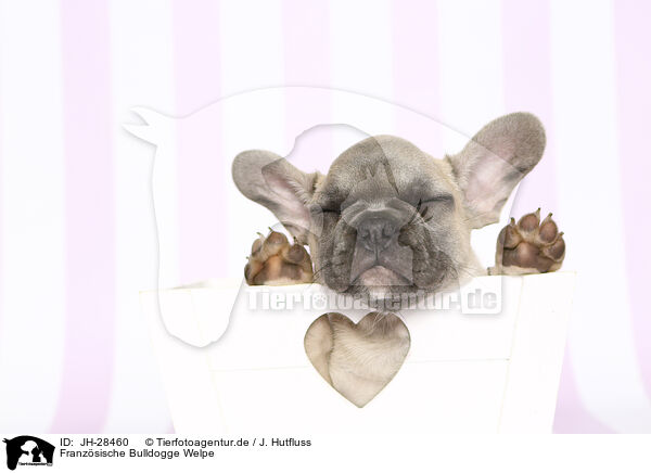 Franzsische Bulldogge Welpe / French Bulldog Puppy / JH-28460